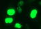 c-Myc antibody, LS-C788502, Lifespan Biosciences, Immunofluorescence image 
