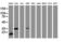 Jun Proto-Oncogene, AP-1 Transcription Factor Subunit antibody, LS-C336996, Lifespan Biosciences, Western Blot image 