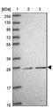 Chromosome 9 Open Reading Frame 152 antibody, NBP2-14423, Novus Biologicals, Western Blot image 