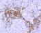 Wnt Family Member 5A antibody, NBP2-75714, Novus Biologicals, Immunohistochemistry paraffin image 