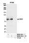 DEAD-Box Helicase 1 antibody, NB200-349, Novus Biologicals, Western Blot image 