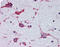 Adenosine A2b Receptor antibody, TA340987, Origene, Immunohistochemistry frozen image 