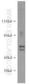 HCLS1 Binding Protein 3 antibody, 12845-1-AP, Proteintech Group, Western Blot image 