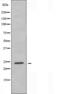 MyoD Family Inhibitor antibody, orb226721, Biorbyt, Western Blot image 