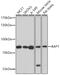 BRCA1 Associated Protein 1 antibody, GTX32464, GeneTex, Western Blot image 