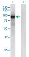 Protocadherin Beta 6 antibody, MA5-22256, Invitrogen Antibodies, Western Blot image 