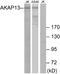 A-Kinase Anchoring Protein 13 antibody, A03017, Boster Biological Technology, Western Blot image 
