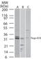 NUS1 Dehydrodolichyl Diphosphate Synthase Subunit antibody, NBP2-24950, Novus Biologicals, Western Blot image 