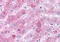 Vasoactive Intestinal Peptide Receptor 2 antibody, MBS244064, MyBioSource, Immunohistochemistry frozen image 