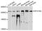 Myosin-XVIIIa antibody, STJ111523, St John