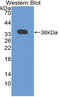 Growth Differentiation Factor 10 antibody, LS-C314897, Lifespan Biosciences, Western Blot image 