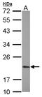 Peptidylprolyl Isomerase F antibody, LS-C155517, Lifespan Biosciences, Western Blot image 