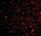 Neuronal PAS Domain Protein 3 antibody, orb86732, Biorbyt, Immunofluorescence image 