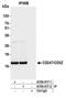 CD247 Molecule antibody, A700-017, Bethyl Labs, Immunoprecipitation image 
