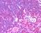 Unc-13 Homolog D antibody, 46-552, ProSci, Enzyme Linked Immunosorbent Assay image 