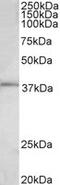 Fos Proto-Oncogene, AP-1 Transcription Factor Subunit antibody, MBS423052, MyBioSource, Western Blot image 