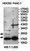 Dual Specificity Phosphatase 19 antibody, orb78186, Biorbyt, Western Blot image 