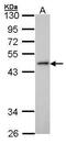 Inhibitor of growth protein 3 antibody, PA5-27717, Invitrogen Antibodies, Western Blot image 