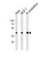 Lysosomal-associated transmembrane protein 4B antibody, LS-B15675, Lifespan Biosciences, Western Blot image 