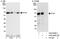 EYA Transcriptional Coactivator And Phosphatase 3 antibody, A302-689A, Bethyl Labs, Western Blot image 