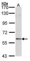 Forkhead box protein N1 antibody, TA308316, Origene, Western Blot image 