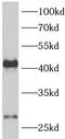 Aquaporin 1 (Colton Blood Group) antibody, FNab00519, FineTest, Western Blot image 