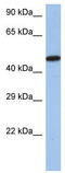 Interferon regulatory factor 5 antibody, TA329736, Origene, Western Blot image 