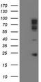 Paraplegin antibody, LS-C788585, Lifespan Biosciences, Western Blot image 