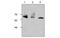 Phosphoenolpyruvate carboxylase antibody, MBS835771, MyBioSource, Western Blot image 