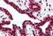 Histone Cluster 1 H2A Family Member M antibody, MBS241837, MyBioSource, Immunohistochemistry frozen image 