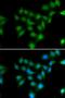 POU domain class 2-associating factor 1 antibody, orb247574, Biorbyt, Immunofluorescence image 