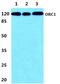Origin Recognition Complex Subunit 1 antibody, PA5-75542, Invitrogen Antibodies, Western Blot image 
