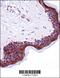 LSM14A MRNA Processing Body Assembly Factor antibody, 57-946, ProSci, Immunohistochemistry paraffin image 