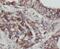 Mitofusin 1 antibody, FNab05150, FineTest, Immunohistochemistry frozen image 