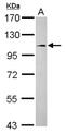 FCH Domain Only 1 antibody, NBP2-16459, Novus Biologicals, Western Blot image 