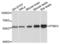 Polypyrimidine Tract Binding Protein 2 antibody, LS-C334490, Lifespan Biosciences, Western Blot image 
