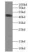 Creatine kinase M-type antibody, FNab01957, FineTest, Western Blot image 
