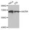 Cell Division Cycle 25A antibody, abx004234, Abbexa, Western Blot image 
