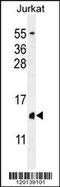 H2A Histone Family Member Z antibody, 55-724, ProSci, Western Blot image 