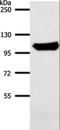 Aconitase 1 antibody, LS-C406095, Lifespan Biosciences, Western Blot image 