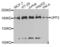hUpf2 antibody, LS-C346222, Lifespan Biosciences, Western Blot image 