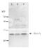 Holliday junction ATP-dependent DNA helicase RuvA antibody, 61-005, BioAcademia Inc, Western Blot image 