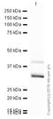 Palmitoyltransferase ZDHHC3 antibody, ab31837, Abcam, Western Blot image 