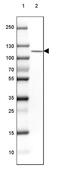 Oxoglutarate Dehydrogenase Like antibody, PA5-62626, Invitrogen Antibodies, Western Blot image 