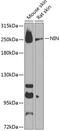 Ninein antibody, 14-604, ProSci, Western Blot image 