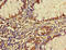 F-Box And WD Repeat Domain Containing 12 antibody, LS-C399400, Lifespan Biosciences, Immunohistochemistry paraffin image 
