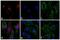 Rabbit IgG antibody, A-21442, Invitrogen Antibodies, Immunofluorescence image 