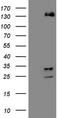Zinc finger protein 217 antibody, TA809019, Origene, Western Blot image 