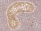 Envoplakin Like antibody, 205100-T08, Sino Biological, Immunohistochemistry paraffin image 