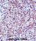 Chymotrypsin-like elastase family member 3A antibody, abx028089, Abbexa, Western Blot image 